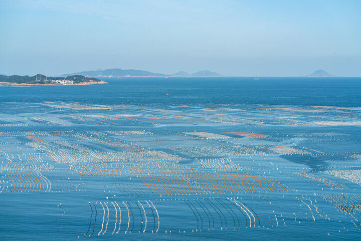 Seaweed farming in the ocean